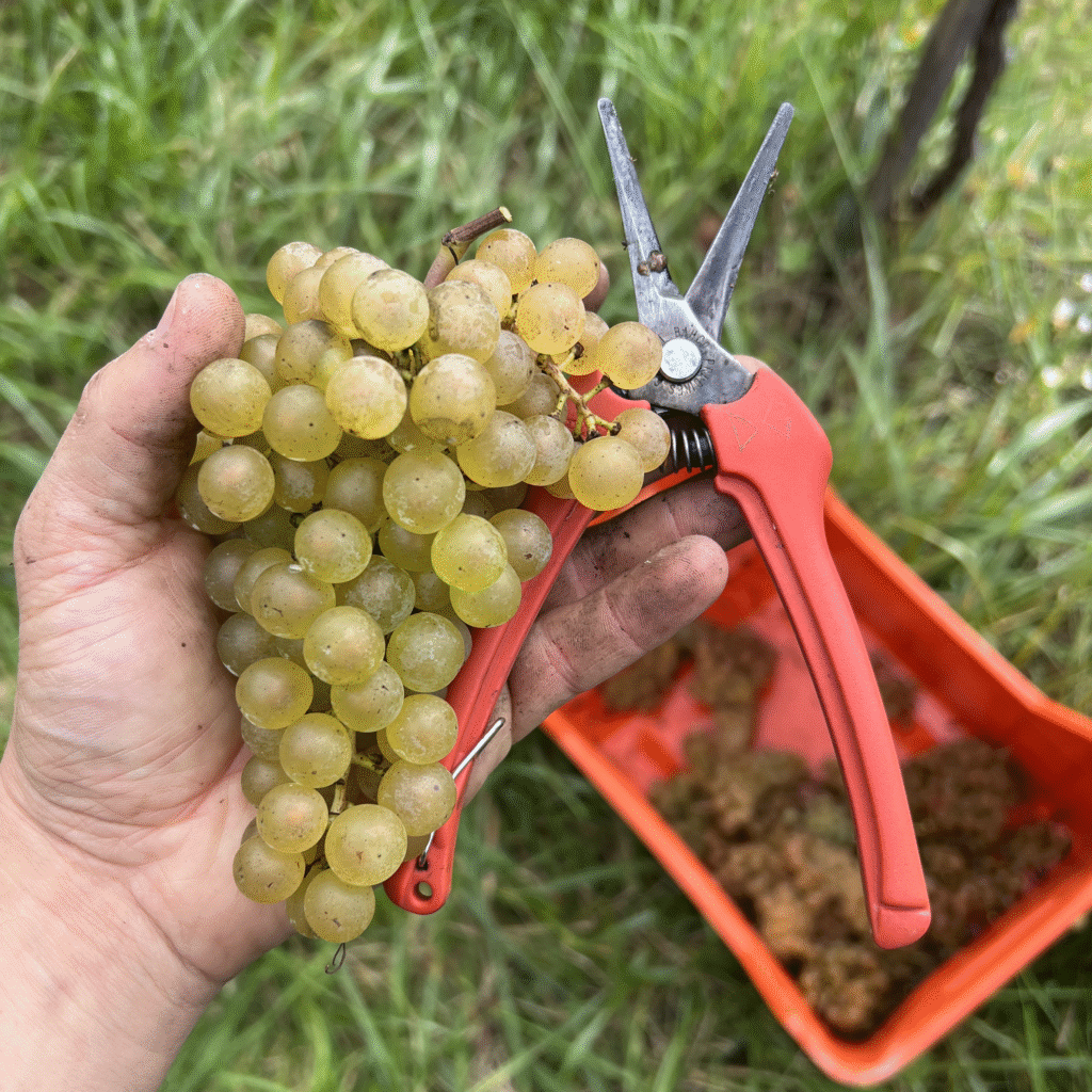 Kantharos-Kantharos wine agency-Dominik Ginzinger